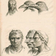 Illustration for article titled Baroque-Era Drawings Reveal Early Ideas About Evolution